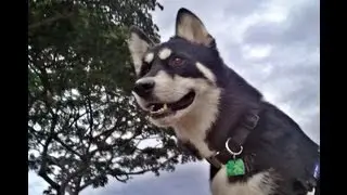 Siberian Husky plays on the beach at sunset in Maui w/ GoPro Hero
