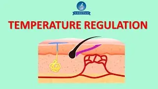 Temperature regulation | Science Excel