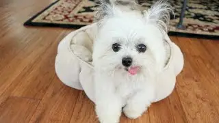NORBERT: real dog or wind-up toy??