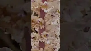 עלקת חרוקה هالوك الفول Orobanche crenata