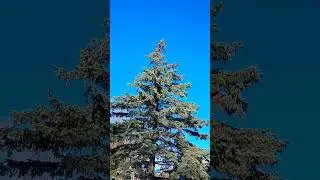 Pinecone trees are weird