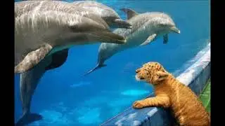 Существа водного мира Смертные  Бессмертные БОГИ 15 глава Creatures of the water world