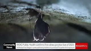 WDG Public Health confirms first rabies-positive bat of 2025 | Rogers tv