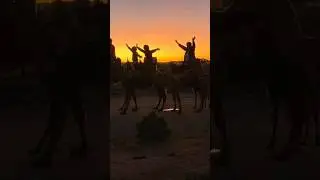 Silverton Sunset Camel ride #camel #sunset #trending #australia #adventure #camping #camelride