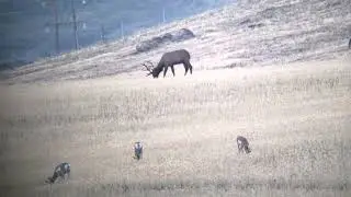 Phone Skope Example Footage - 1200 yards iPhone 12 Pro Max