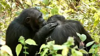 Gombe National Park Chimpanzees
