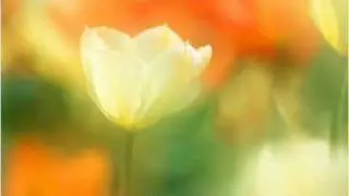 John Denver - You Fill Up My Senses (Annie's Song)
