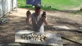 morels 2020