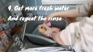 How to bathe your Guinea Pig - Piggy Paradise