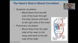 Anatomy Chapter 11 (The Cardiovascular System)