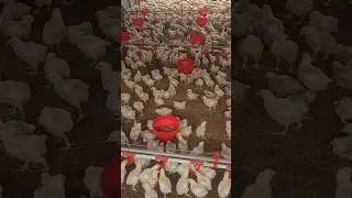 AUTOMATIC NIPPLE DRINKER.ONE OF THE BEST PRACTICES FOR POULTRY #chicken #shorts #viral #POULTRY