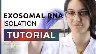 How to Isolate Exosomal RNA From Exosomes