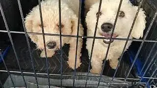 Another puppy mill dump! 4 sweet puppies heading to Allie and pals dog rescue in cheektowaga NY