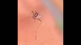 Mosquito&rsquo;s proboscis can&rsquo;t pierce into the skin