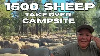 1500 Sheep take over OUR CAMPSITE 🐑🐏 | Camping in Northern Arizona