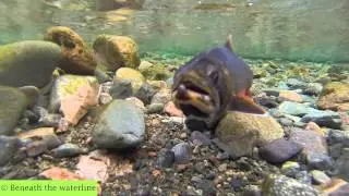 British Freshwater Fish (40 Species Underwater)