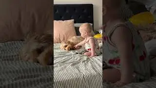 Curious Baby Gently Interacts with Patient Dog