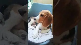 scopin #dogexperience with video #treading #funny #comedy #dog #dogshorts #dogvideos #doglife #love