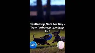 Gentle grip for playful dachshund puppies