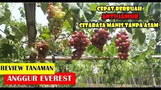 ANGGUR EVEREST !!! CEPAT BERBUAH DENGAN KUALITAS BUAH & PRODUKTIFIITAS TINGGI I RAWA TANI