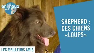 Shepherd : ces chiens qui ressemblent à des loups - Les Animaux de la 8