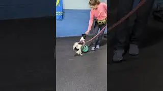 Trixie the trick dog! 🐶🐾⭐ #dog #dogtraining #trickdog