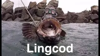 Spearfishing Oregon Coast