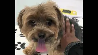 TUCKERS VET VISIT