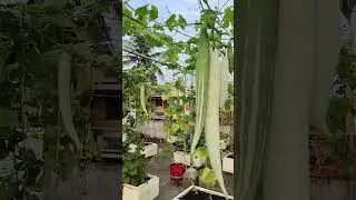 snake gourd growing on my terrace garden 🏡#youtubeshorts #gardening #ytshorts #shorts