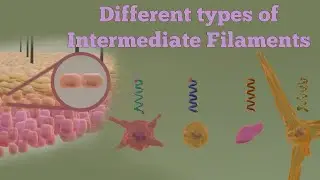 Different Types of Intermediate Filaments