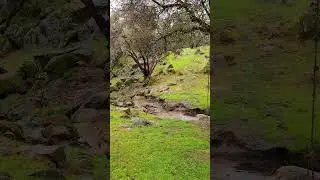 Coarsegold in a gentle winter shower
