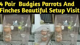 4 Pairs Budgies Parrots Setup Visit With Breeding Progress | Bajri Toto Ka Setup Visit Kia