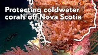 Deep Dive: protecting coldwater corals off Nova Scotia