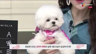 Lovely Puppy  #34
