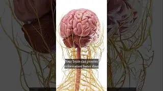 your brain can process information faster than computer 🧠🖥️🤯🤯