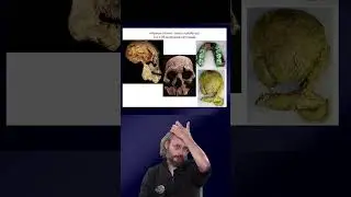 Ранние Homo \ Станислав Дробышевский #антропология #эволюция #science