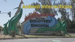 Six Flags Discovery Kingdom Animal Interactions and show