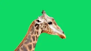 GREEN SCREEN GIRAFFE ANIMATED HD  | FREE TO USE GRAPHICS ANIMATIONS