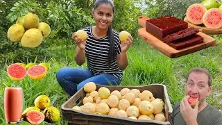 MUITA FARTURA COLHEITA DE GOIABA DO POMAR A MESA