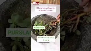 How to use Purslane Herb for Skin | #shorts #drhealth