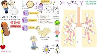 Farmacologia: SALBUTAMOL