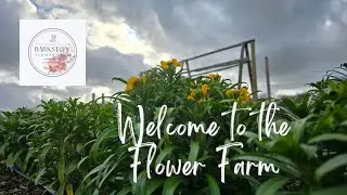 Weekend jobs & an introduction to the Flower Field 🌼 🌸 🌻