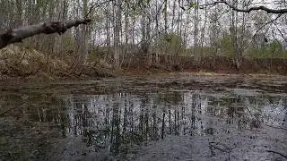 Creepy Swamp | 60fps Free Stock Footage