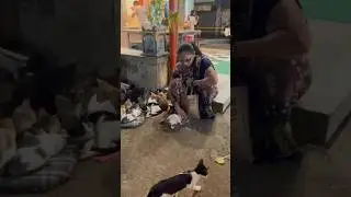 Street cats of mumbai #shorts