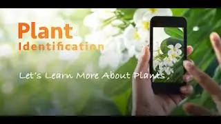 How to identify herbs, flowers and plant by FREE Google app?