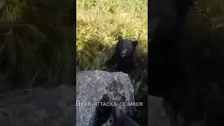 Bear attacks climber