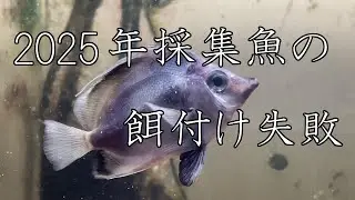 №19　2025年採集魚の餌付け失敗（2025年7月25日～2026年1月14日）