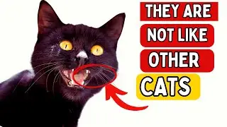 9 Fascinating Black Cat Facts Backed by Science and History