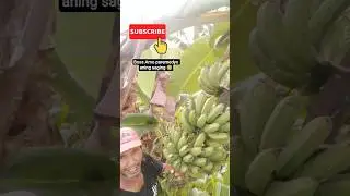 Boss Amo paremedyo aning saging 🤣 #trending #subscribe #share #fruit