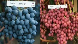 Arra Variety️ | Arra 15 ,16,29,30,27| ara 15 grape variety.